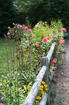 Flowers along a fence in Maple Court