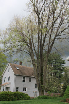 Maple Tree before Storm